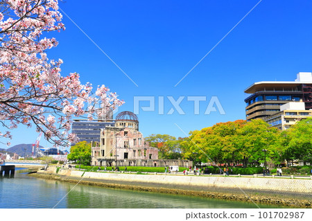 [廣島縣]盛開的櫻花和原爆圓頂折鶴塔 101702987