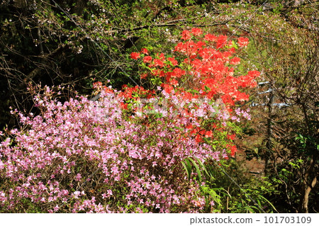 Mitsuba azalea and mountain azalea 101703109