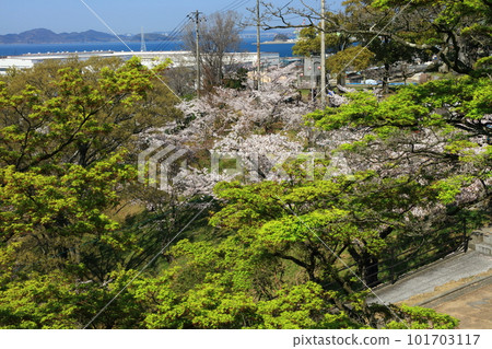 Cherry blossoms, fresh greenery and the Seto sea 101703117