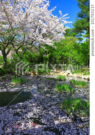 [Hiroshima Prefecture] Shukkeien Garden with cherry blossoms in full bloom 101703215