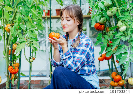 Young woman holding just picked ripe red beef tomato in green house farm. Harvest of tomatoes. Cottagecore lifestyle. Growing organic vegetables in the garden. The concept of food self-sufficiency. Young woman holding just picked ripe red beef tomato in green house farm. Harvest of tomatoes. Cottagecore lifestyle. Growing organic vegetables in the garden. The concept of food self-sufficiency. 101703244