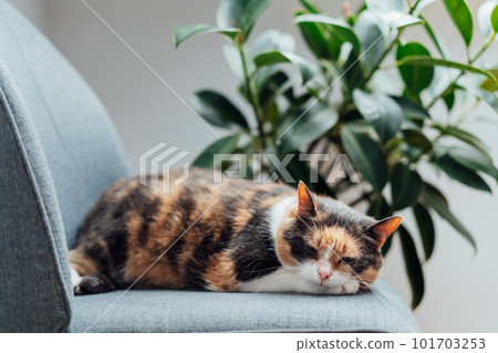 Multicolor pleased, well-fed cat pet Lounging on the gray fabric Arm Chair Near green ficus Plant. Fluffy cat in a minimalist interior home atmosphere. Selective focus, copy space Multicolor pleased, well-fed cat pet Lounging on the gray fabric Arm Chair Near green ficus Plant. Fluffy cat in a minimalist interior home atmosphere. Selective focus, copy space 101703253