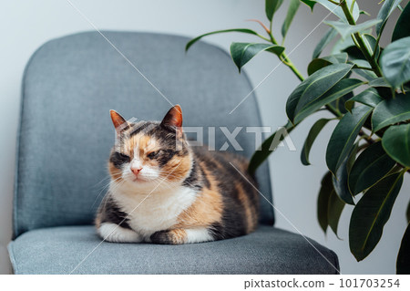 Multicolor pleased, well-fed cat pet Lounging on the gray fabric Arm Chair Near green ficus Plant. Fluffy cat in a minimalist interior home atmosphere. Selective focus, copy space Multicolor pleased, well-fed cat pet Lounging on the gray fabric Arm Chair Near green ficus Plant. Fluffy cat in a minimalist interior home atmosphere. Selective focus, copy space 101703254