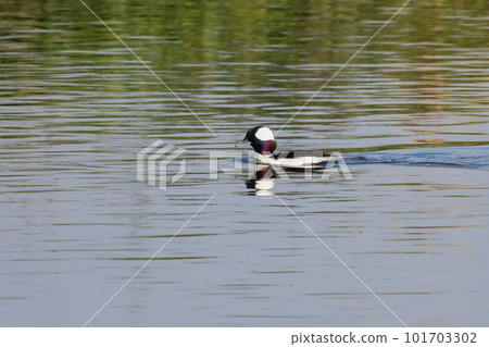A beautiful and rare duck that flies to Japan and floats and swims in rivers A beautiful and rare duck that flies to Japan and floats and swims in rivers 101703302