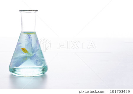 Preparation of perfumes from natural ingredients, aromatherapy. Fresh blue flower in a chemical flask 101703439