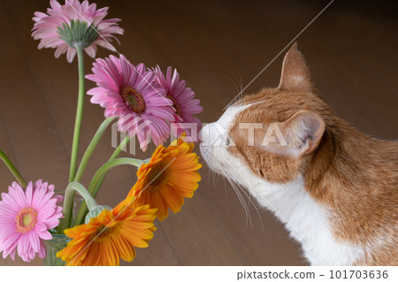 花貓棕虎白 101703636