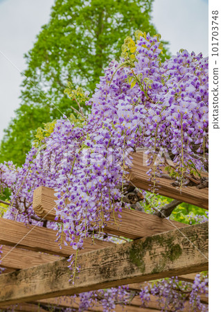 紫藤花架下盛開的紫藤花 紫藤花架下盛開的紫藤花 101703748
