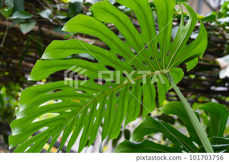Monstera and rock wall, monstera with large leaves, background of tropical plants 101703756
