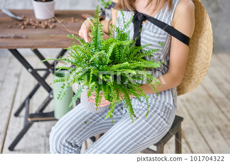 Closeup hands of Woman transplanting a fern, a houseplant. Concept of home garden. Flower and garden shop. 101704322