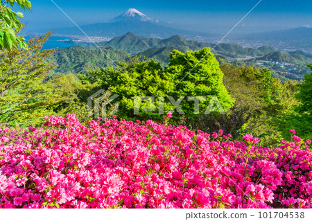 （靜岡縣）從杜鵑花盛開的葛城山看到的富士山 101704538
