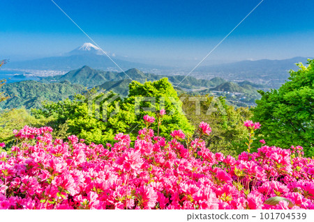 (Shizuoka Prefecture) Mt. Fuji seen from Mt. Katsuragi with blooming azaleas (Shizuoka Prefecture) Mt. Fuji seen from Mt. Katsuragi with blooming azaleas 101704539