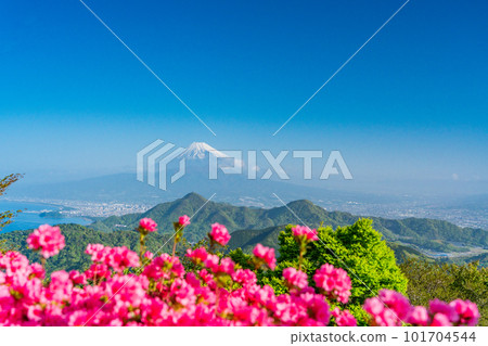 (Shizuoka Prefecture) Mt. Fuji seen from Mt. Katsuragi with blooming azaleas (Shizuoka Prefecture) Mt. Fuji seen from Mt. Katsuragi with blooming azaleas 101704544