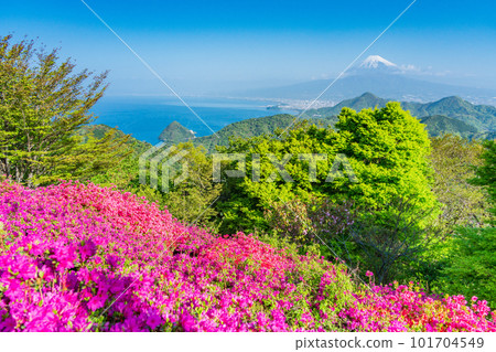 (Shizuoka Prefecture) Mt. Fuji seen from Mt. Katsuragi with blooming azaleas 101704549