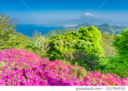 （靜岡縣）從杜鵑花盛開的葛城山看到的富士山 101704550
