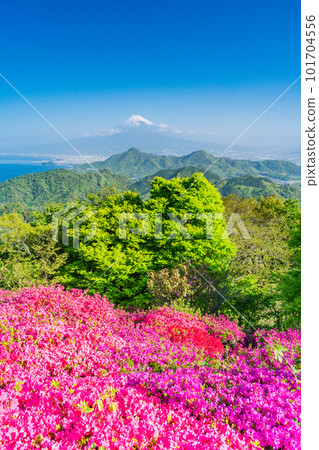 (Shizuoka Prefecture) Mt. Fuji seen from Mt. Katsuragi with blooming azaleas (Shizuoka Prefecture) Mt. Fuji seen from Mt. Katsuragi with blooming azaleas 101704556
