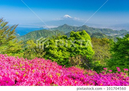 (Shizuoka Prefecture) Mt. Fuji seen from Mt. Katsuragi with blooming azaleas 101704560