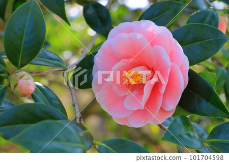 椿“發現江戶錦” 101704598