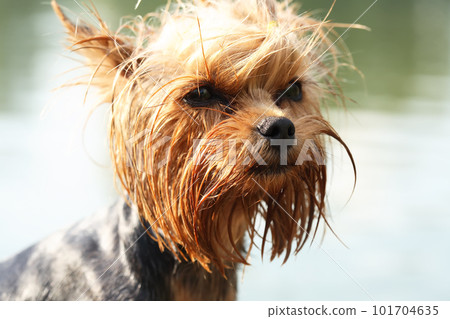 Funny Small Puppy After Swimming 101704635