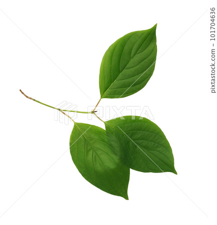 Green Leaves On White Green Leaves On White 101704636