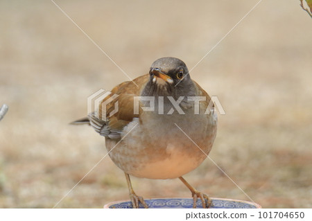 一隻白腹鳥飛入花園, 一隻白腹鳥飛入花園, 101704650