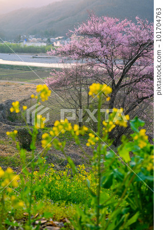 [Saigawa] Cherry blossoms in the morning light [Azumino] 101704763