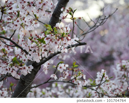Full bloom white cherry blossoms and branches Full bloom white cherry blossoms and branches 101704764