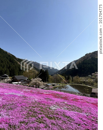 岐阜縣，藍天綻放的芝櫻 101704775