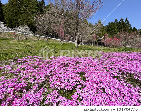岐阜縣藍天和苔蘚福祿考 岐阜縣藍天和苔蘚福祿考 101704776