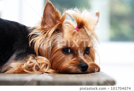 Funny Small Puppy 101704874