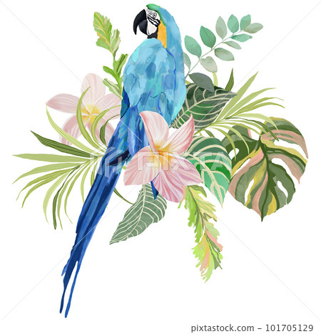 Acrylic tropical composition of flowers and parrot. Hand drawn card of bird, plumeria, anthurium and monstera. Floral illustration isolated on white background for design, print or background. 101705129