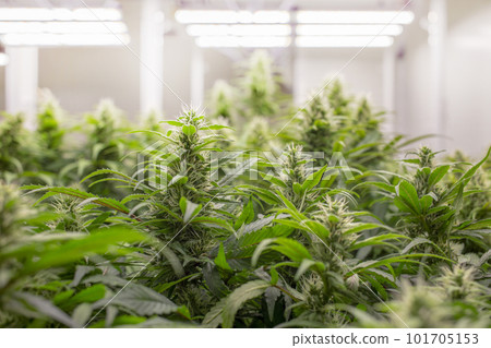 Cannabis plant in curative cannabis weed farm for medical cannabis product . The indoor agriculture farm provide high quality medicinal cannabis production for health care and medicine uses 101705153