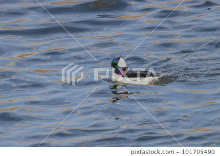 A beautiful and rare duck that flies to Japan and floats and swims in rivers 101705490