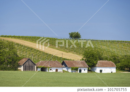 Traditional wine cellars street in Diepolz near Mailberg, Lower Austria, Austria 101705755