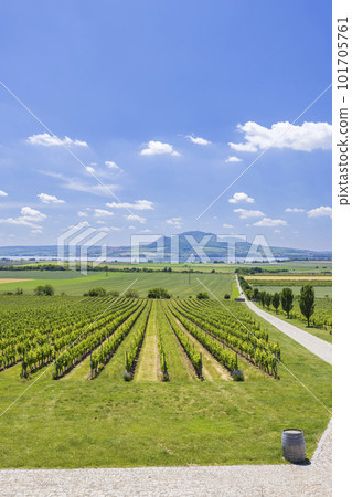 Vineyards under Palava near Sonberk, Southern Moravia, Czech Republic 101705761