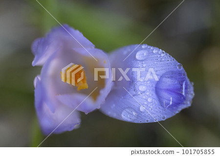 Spring flower in Triglavski national park, Slovenia Spring flower in Triglavski national park, Slovenia 101705855