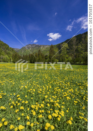 Spring flower in Triglavski national park, Slovenia 101705857