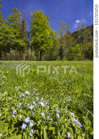 Spring flower in Triglavski national park, Slovenia 101705858