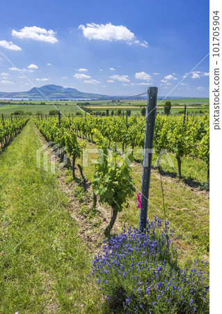 Vineyards under Palava near Sonberk, Southern Moravia, Czech Republic 101705904
