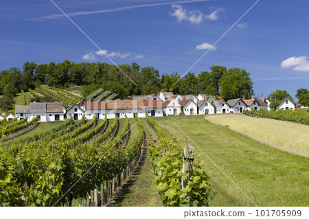 Traditional wine cellars with vineyard in Galgenberg near Wildendurnbach, Lower Austria, Austria Traditional wine cellars with vineyard in Galgenberg near Wildendurnbach, Lower Austria, Austria 101705909
