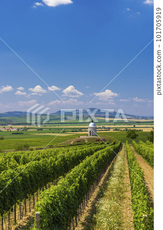 Vineyard near Velke Bilovice, Southern Moravia, Czech Republic 101705919