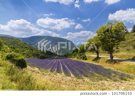 Lavender field near Montbrun les Bains and Sault, Provence, France Lavender field near Montbrun les Bains and Sault, Provence, France 101706150