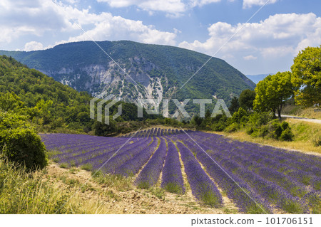 Lavender field near Montbrun les Bains and Sault, Provence, France 101706151