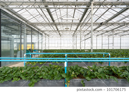 Greenhouse system for cultivation of strawberry. Water piping structure with lighting system in Aluminum Glass wall indoor farm. Greenhouse system for cultivation of strawberry. Water piping structure with lighting system in Aluminum Glass wall indoor farm. 101706175