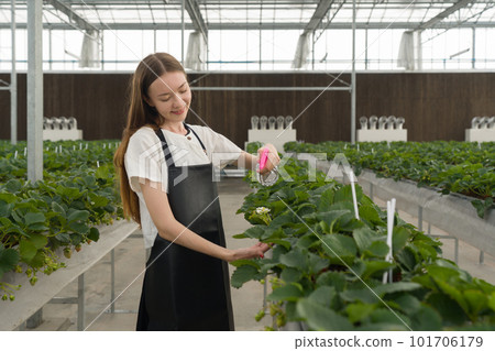Young female farmer in apron holding foggy, spray biological control chemical on strawberry leaves. Helps reduce insect pest problems and safe for consumers. Young female farmer in apron holding foggy, spray biological control chemical on strawberry leaves. Helps reduce insect pest problems and safe for consumers. 101706179