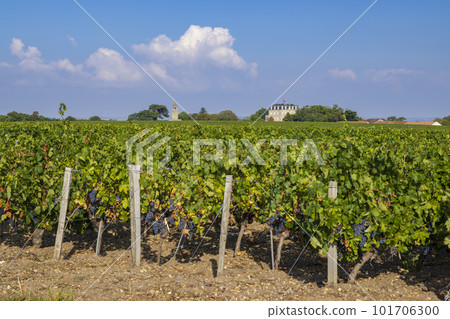 Typical vineyards near Chateau la Tour de By, Bordeaux, Aquitaine, France Typical vineyards near Chateau la Tour de By, Bordeaux, Aquitaine, France 101706300