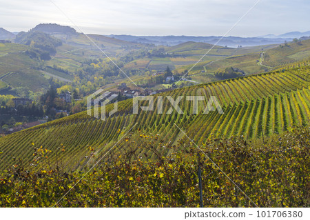 autumnal vineyards, Piedmont, Italy autumnal vineyards, Piedmont, Italy 101706380