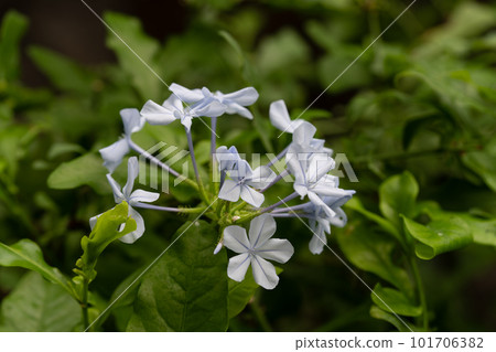 Ceylon pine native to Southeast Asia from India white flower tan Ceylon pine native to Southeast Asia from India white flower tan 101706382