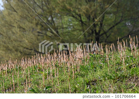 馬尾草群落的景色，經常出現在春天的河岸和田野上 101706664
