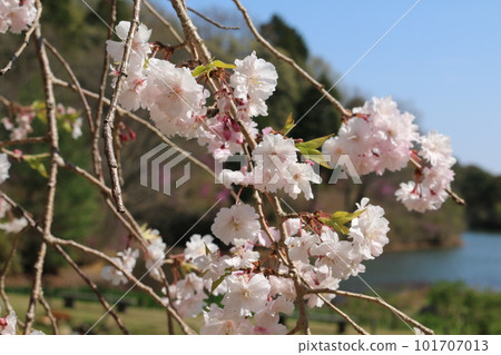 廣島Mikage花園 廣島Mikage花園 101707013