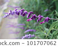 Amethyst Sage 101707062
